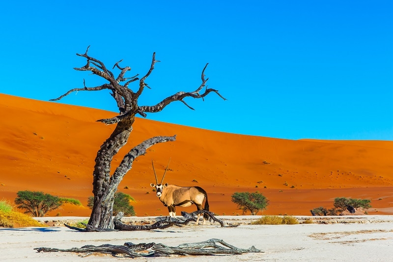 Grand trip to Namibia, Namib Naukluft desert. Majestic orange dunes, dry lake Sussussflay. The black-white face Antelope Oryx