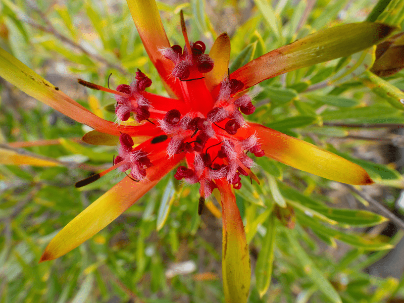 native plants, local plants, eco friendly gardening, sustainable landscaping, pollinator plants