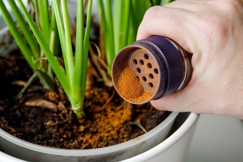 natural-pest-control