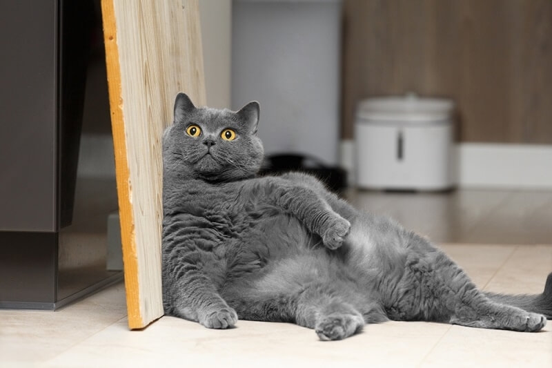 lazy cat sitting having obesity issue