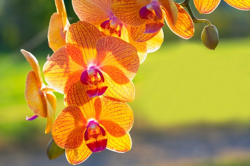 Orchid Bloom 