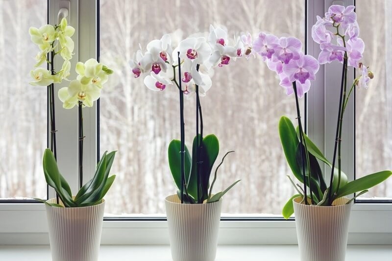 orchid-lighting-requirements