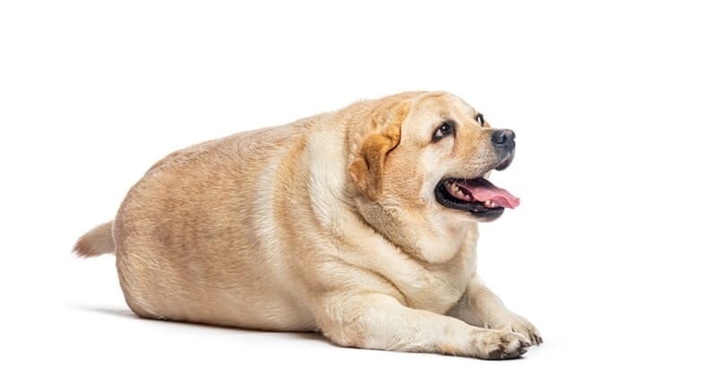 overweight-pets