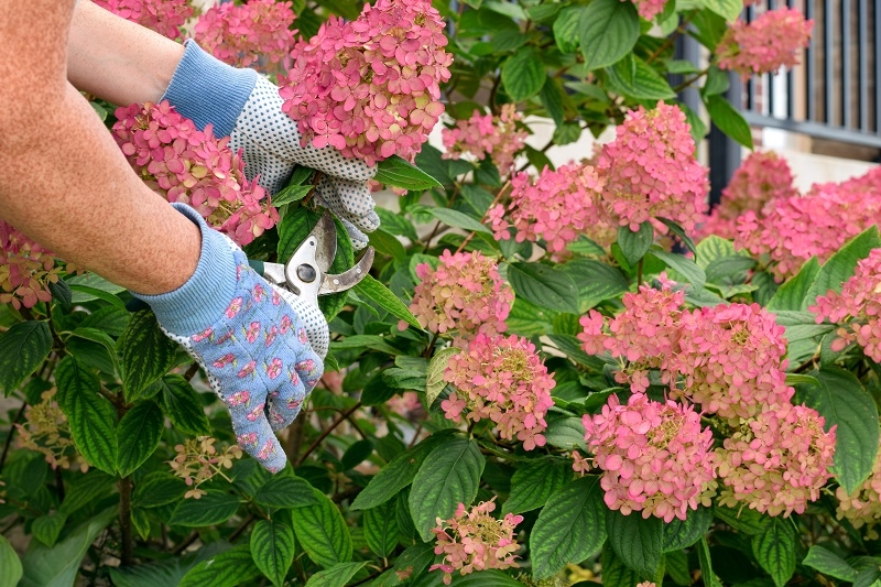 Care for Perennials