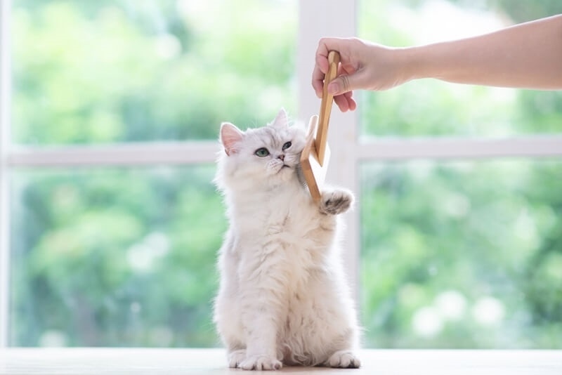 persian-cat-coat-maintenance