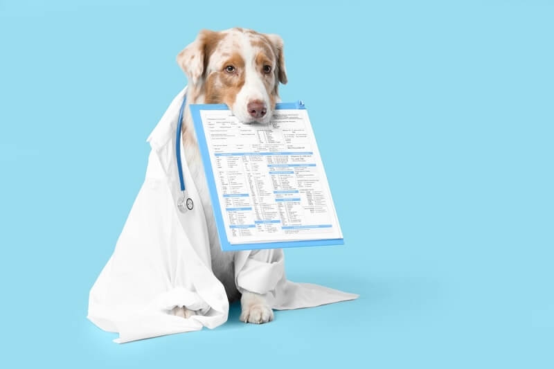 dog showing medical reports