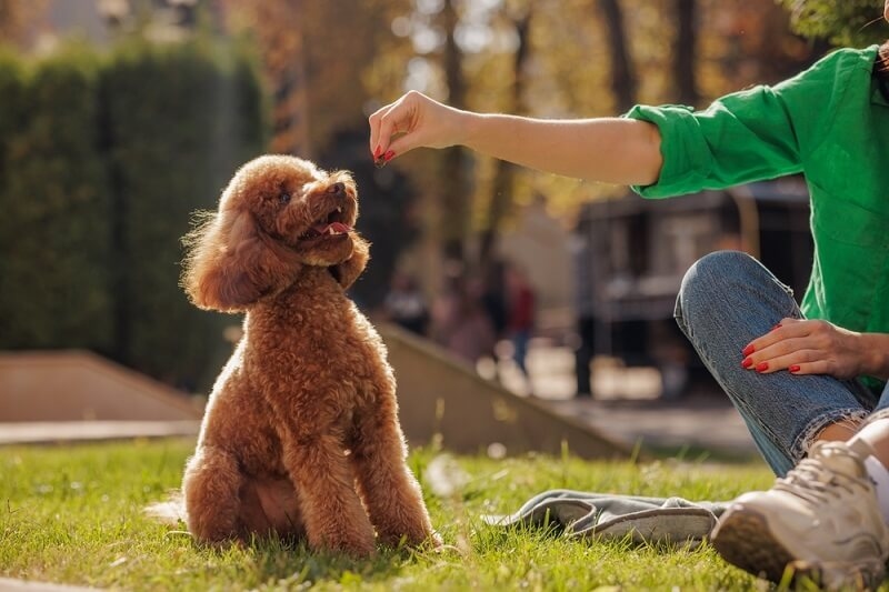 woman giving command to little dog