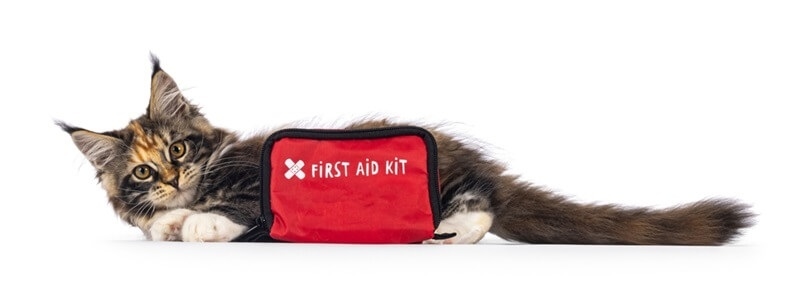 pet-first-aid-cat