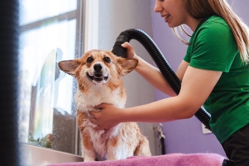 pet-grooming-basics