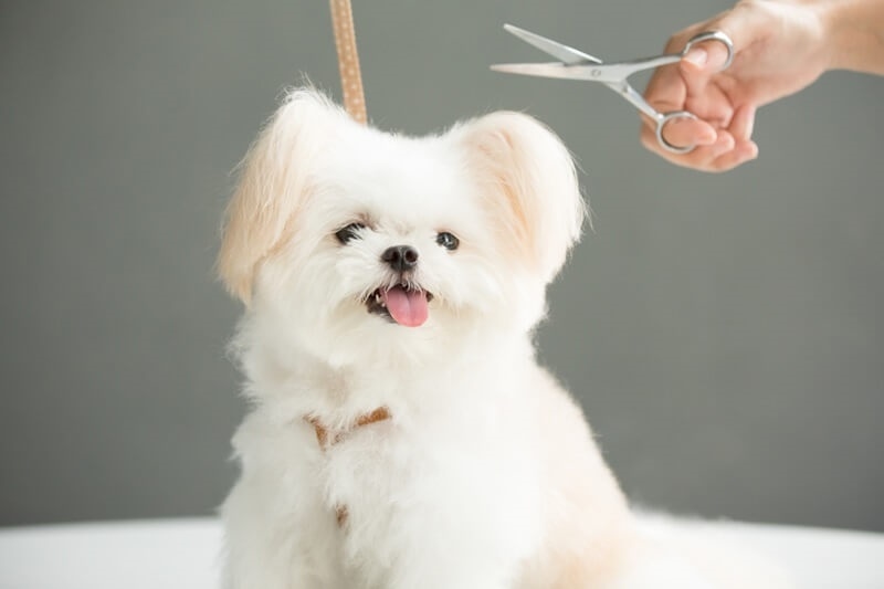 pet-grooming-essentials