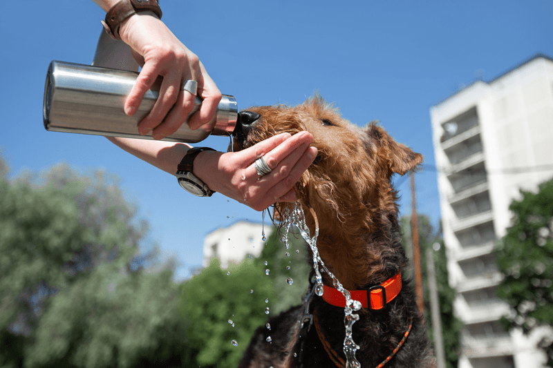 Pet Hydration