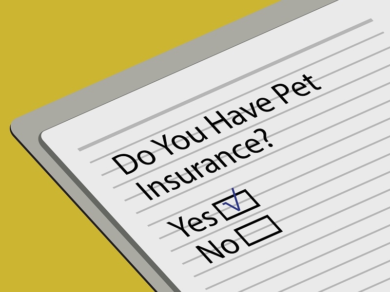 Pet Insurance 
