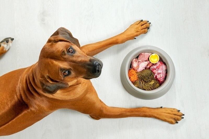 pet-nutrition-feeding-guideline