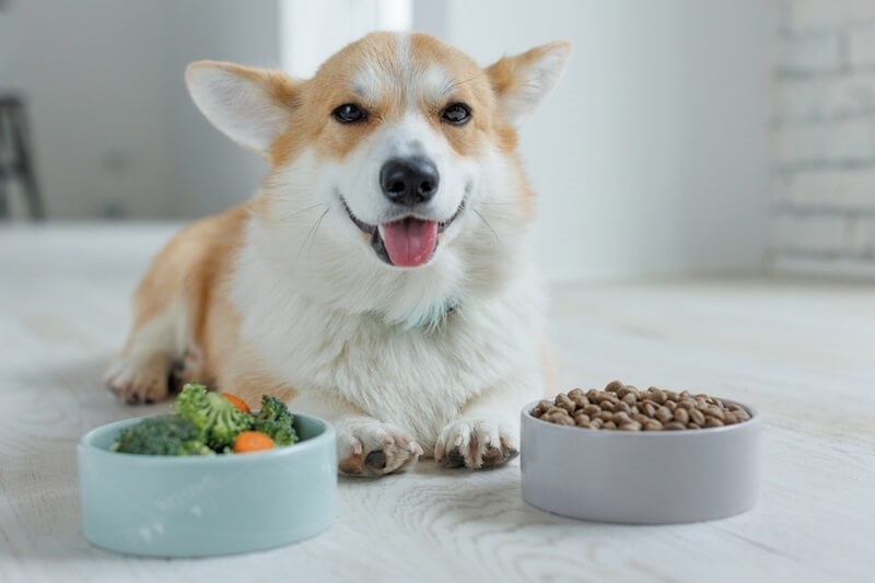 pet-protein-first-diets