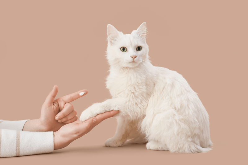 Choosing the Right Pet-Safe Moisturizers