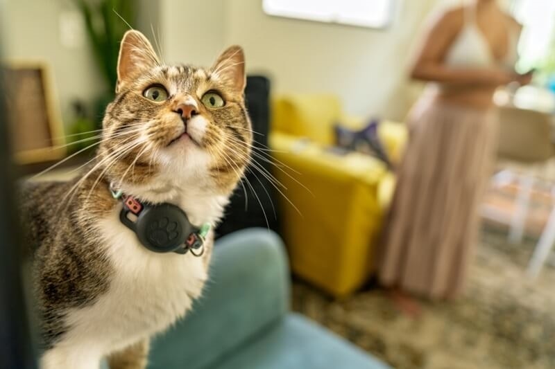 pet-tracking-device-cat-neck