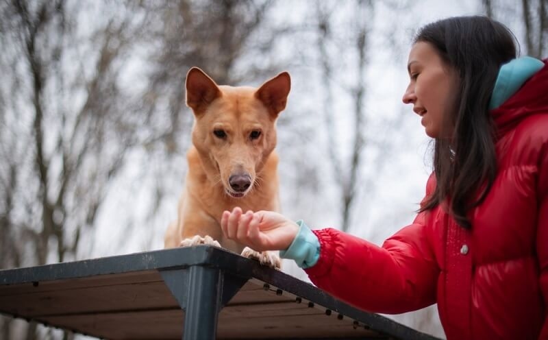 woman giving training to dog in daily life