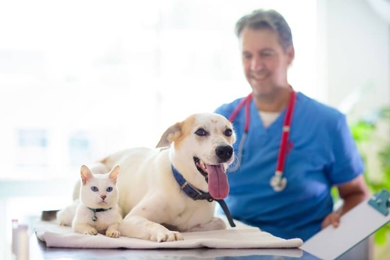 vet giving injection to dog