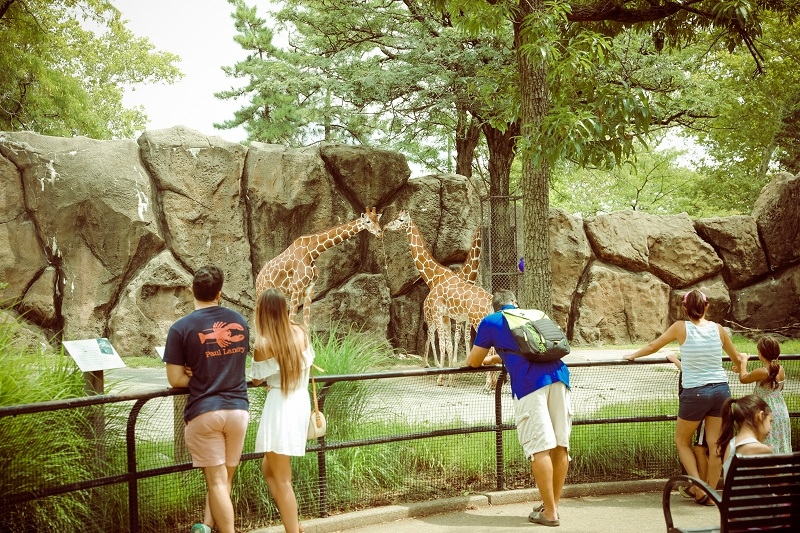 Philadelphia Zoo giraffe