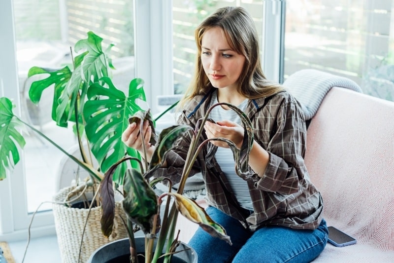 plant disease prevention