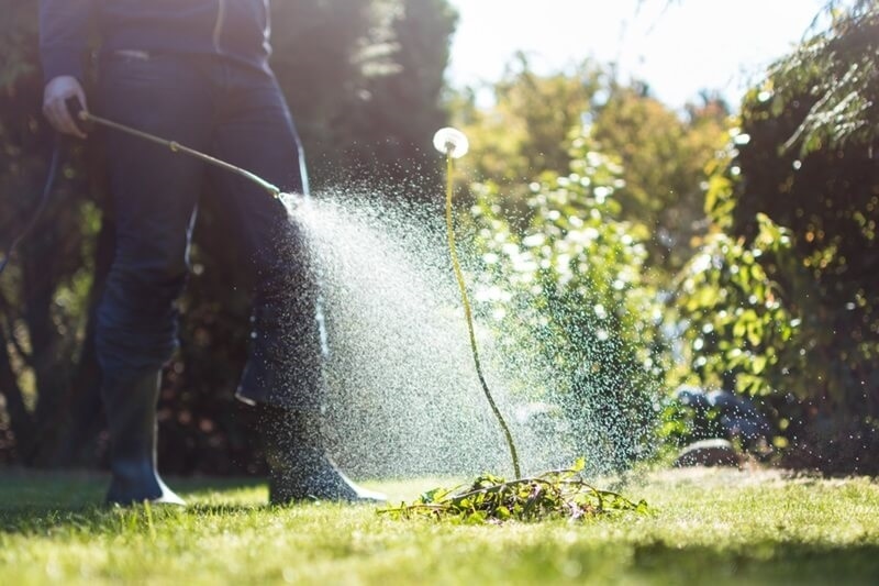 plant pest control-by-man-hand