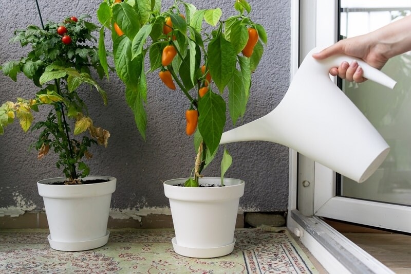 woman gardening the plants in the balcony