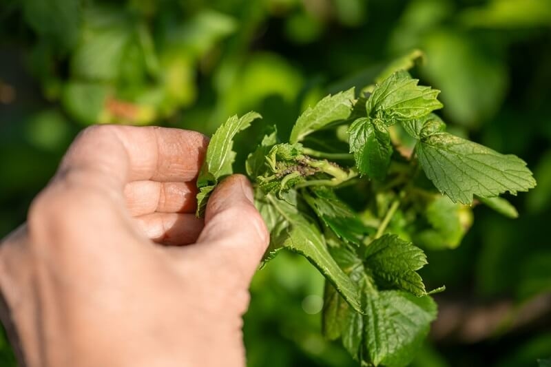 man check plants leaf by touching them