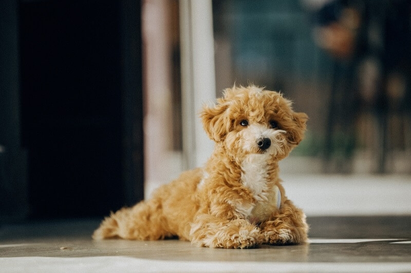 Poodle allergenic dog 