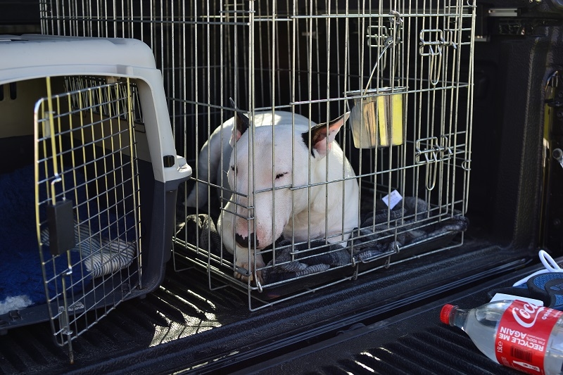 RV dog fence portable