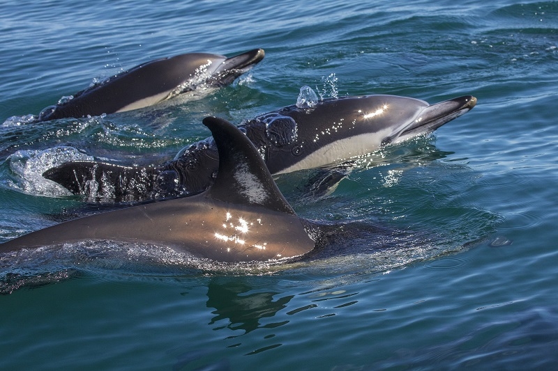 Portugal Sea Wildlife Experiences