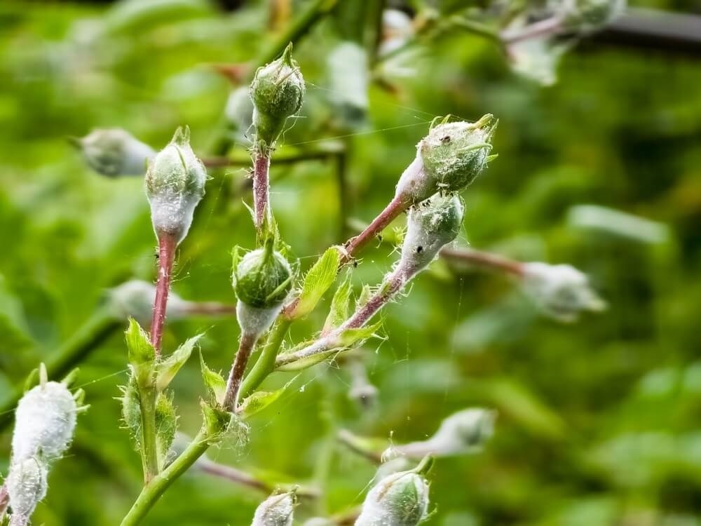 powdery-mildew-leaves