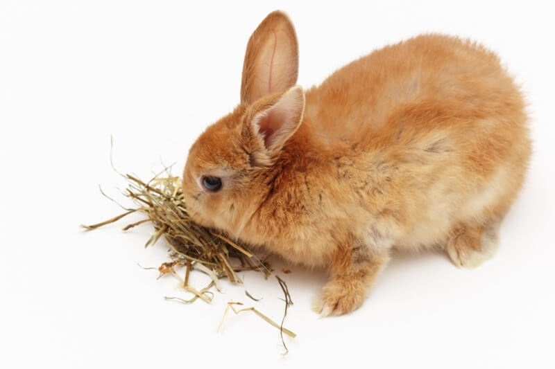 rabbit-best-hay-diet