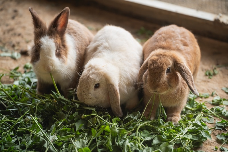 Rabbit Breeds
