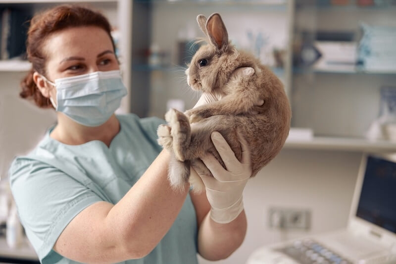 vet wearing hand gloves holding rabbit suffering snuffles