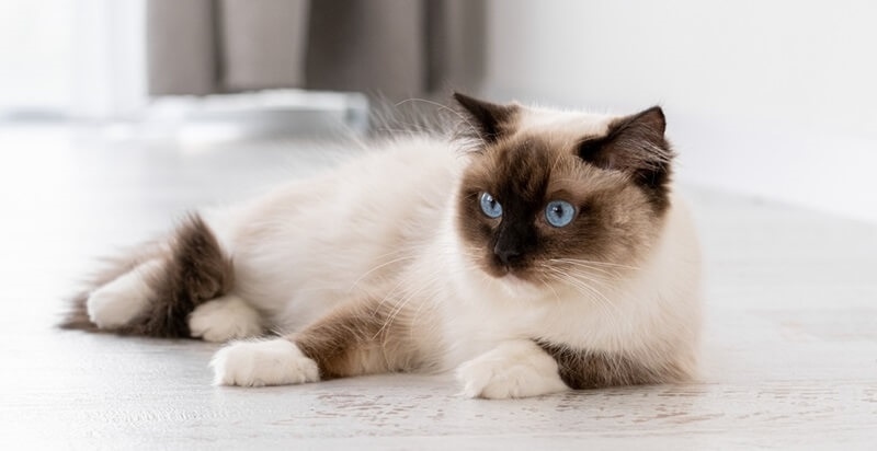 ragdoll-cat
