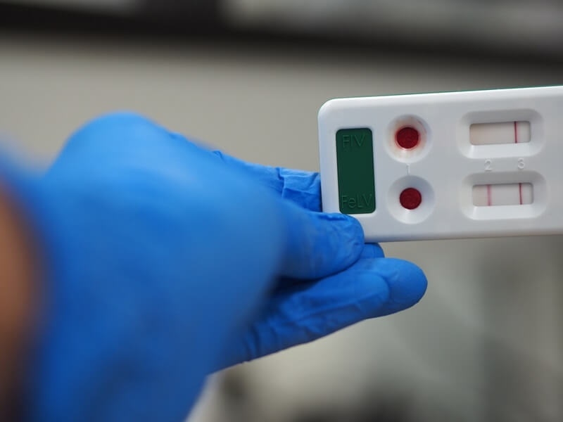 rapid-test-kit-detection-feline-leukemia