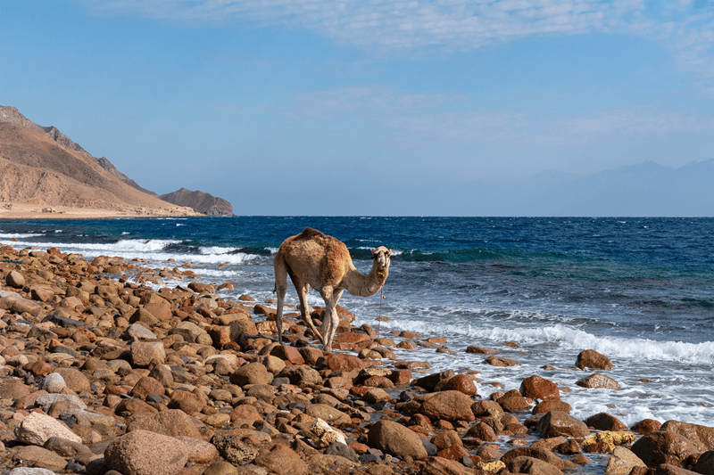 Ras Abu Galum and the Blue Lagoon, Sinai by Camel or Boat