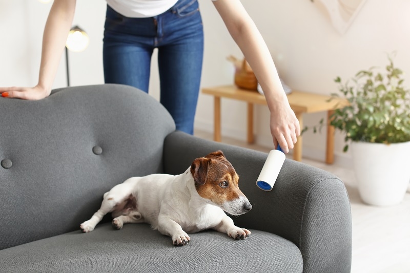Fabric Cleaning for Pets: Deep Cleaning Methods