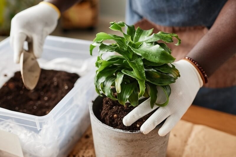 repotting-plants