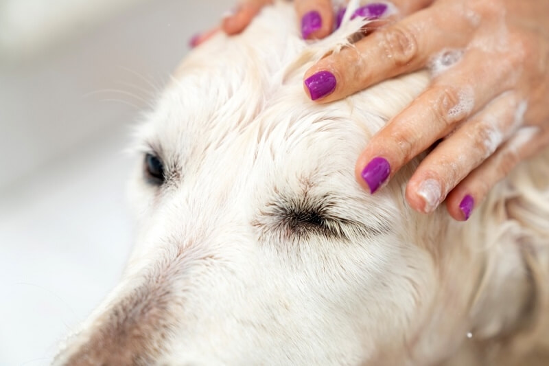woman applying shampoo to pet