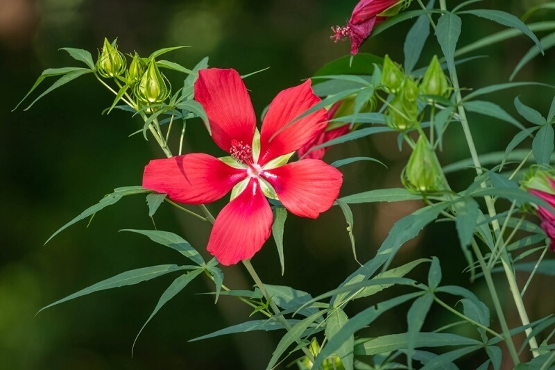 texas red flower