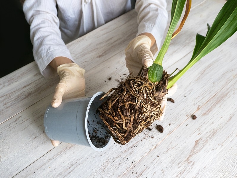 Root Rot in Houseplants