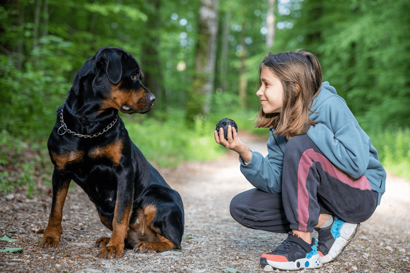 Rottweiler breed guide
