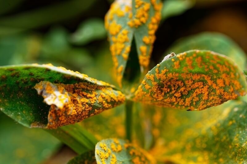 rust-disease-on-leave