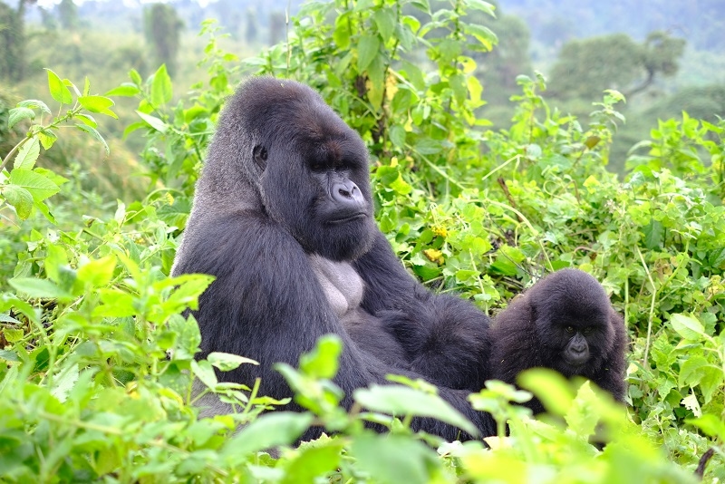 Alpha male gorilla and his young son deep in the jungle of Volcanoes National Park in Rwanda