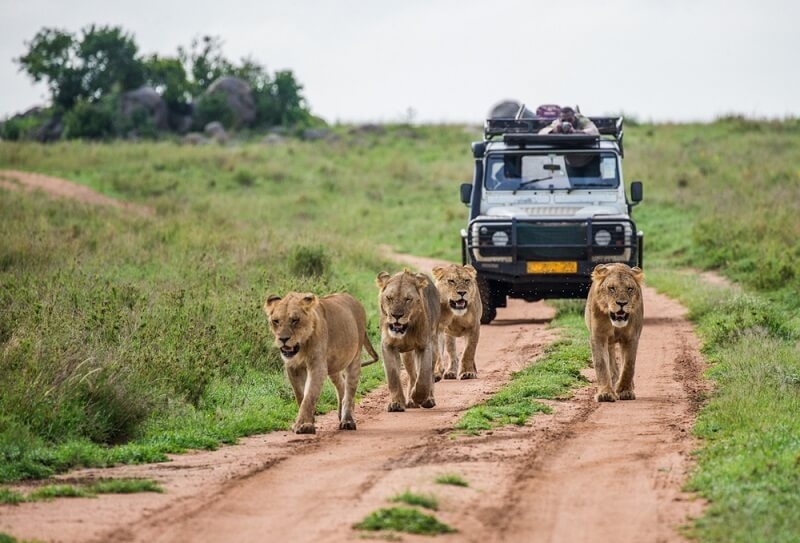 lioness walking on jungle road followed by safari tourist car
