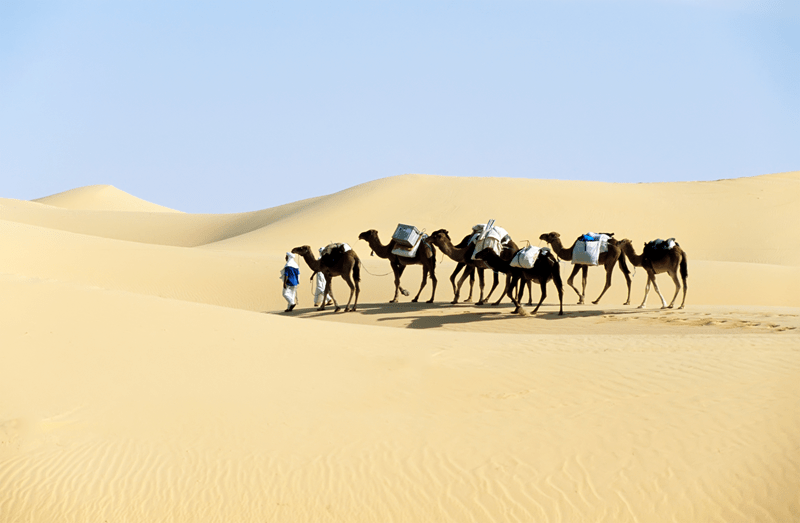 sahara Dune Camel Treks
