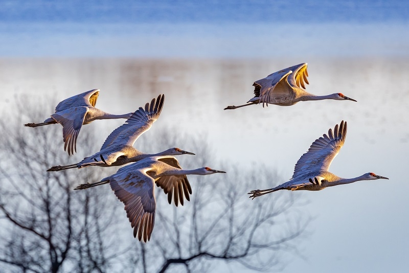 Birds of Alabama