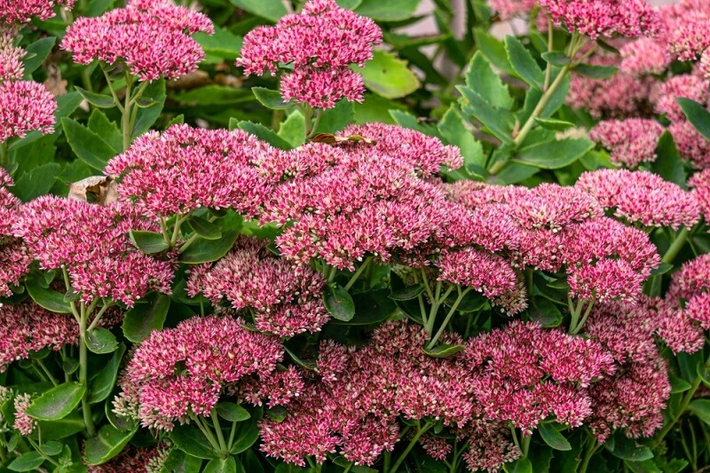 sedum flowers in garden