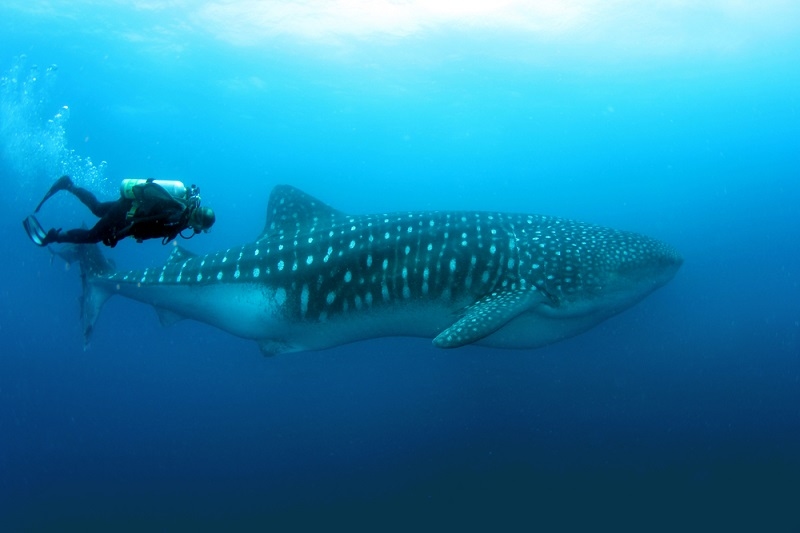shark